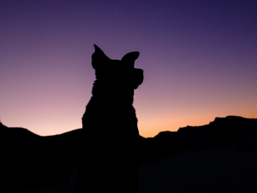 silhouette dog night sky Transparent background PNG photos 4k wallpaper