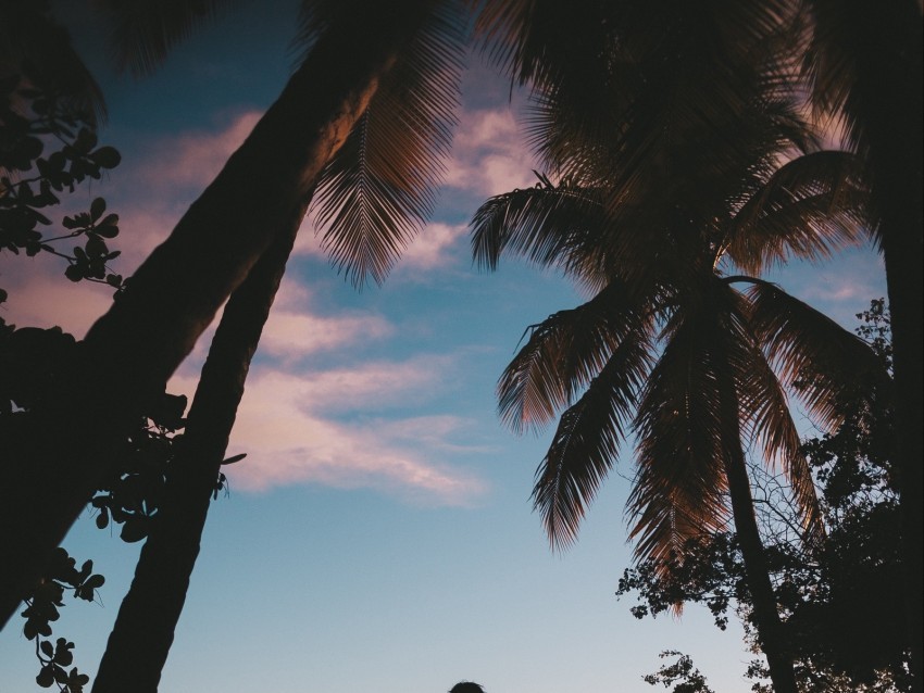 silhouette palm trees sunset dusk tropics sea Transparent Background Isolated PNG Icon