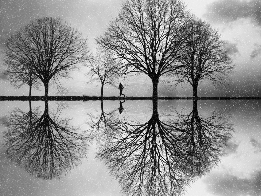 silhouette trees bw reflection water PNG pictures with no background