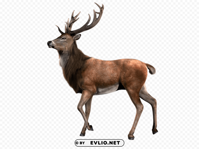 Single Deer PNG With Clear Transparency
