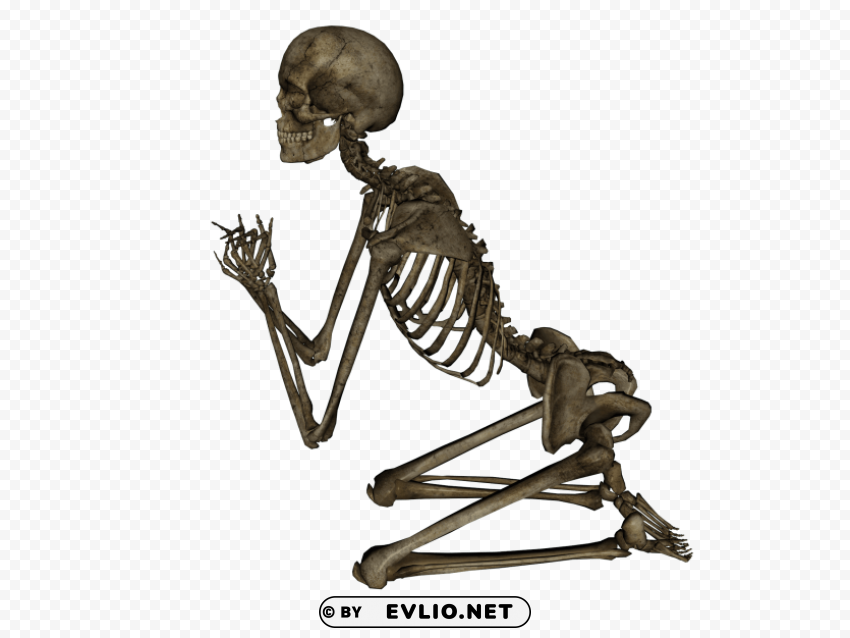 skeleton skull Free PNG transparent images