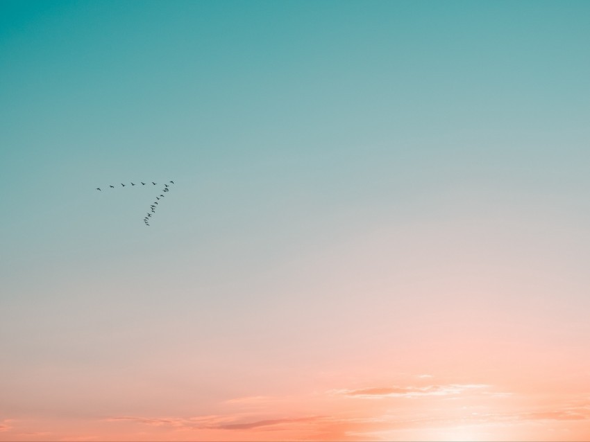 sky birds flight gradient silhouettes Isolated Illustration in HighQuality Transparent PNG