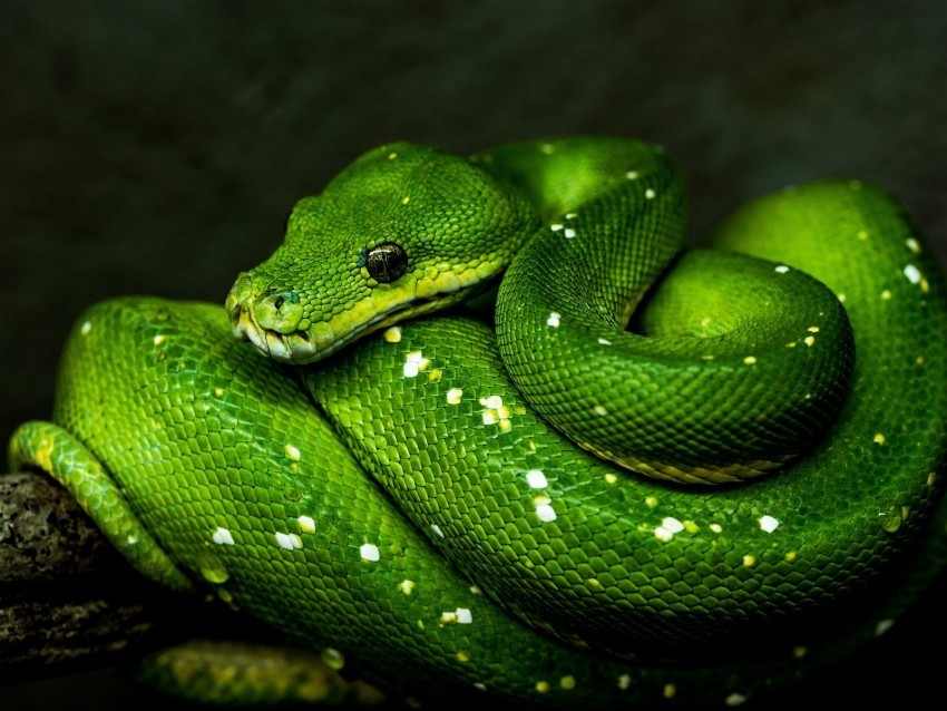 snake green reptile wildlife PNG with transparent background free