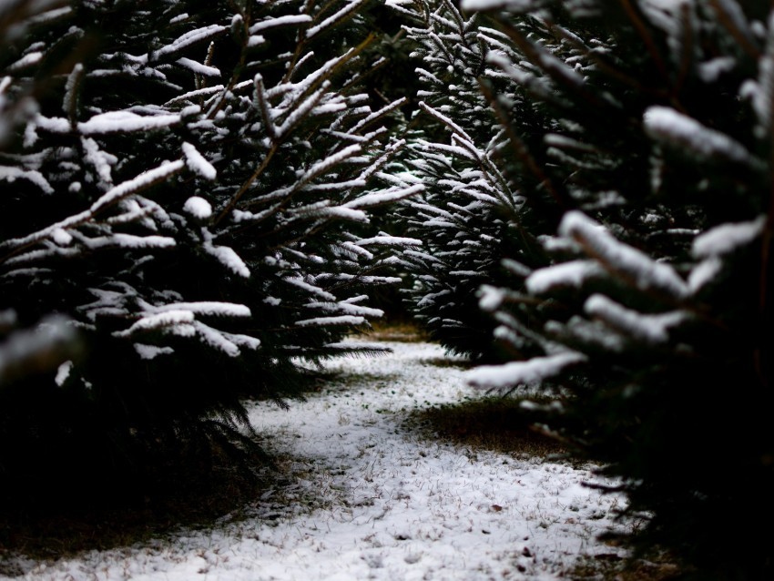 snow branches winter path Isolated Subject on HighQuality PNG