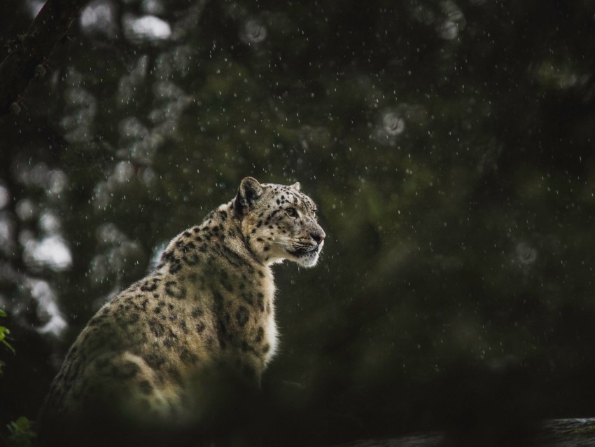 snow leopard leopard big cat predator rain wildlife Transparent Cutout PNG Graphic Isolation