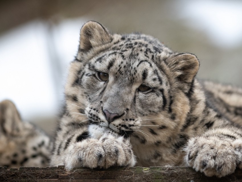 snow leopard leopard cub predator spotted wildlife Isolated Artwork on Transparent Background