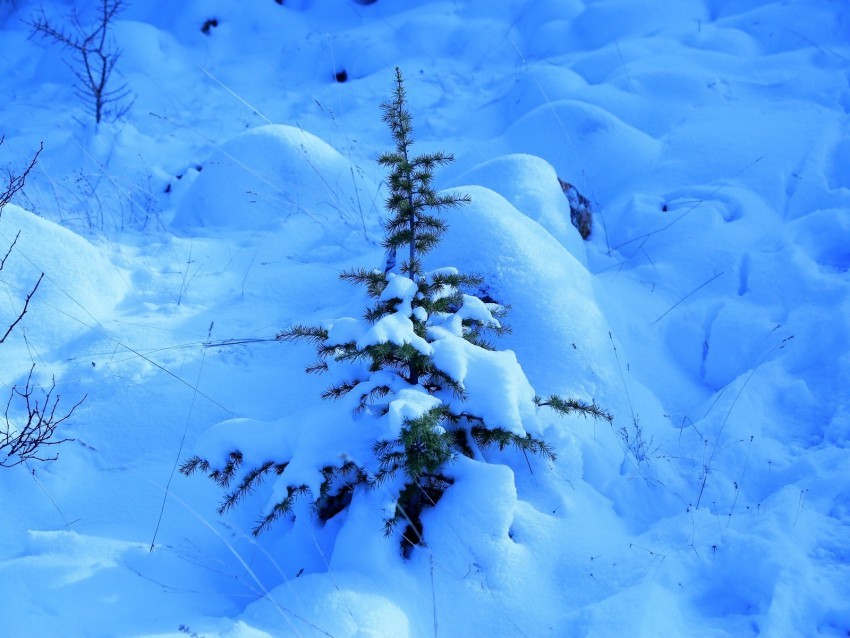 snow spruce prickles drifts winter Transparent PNG Image Isolation