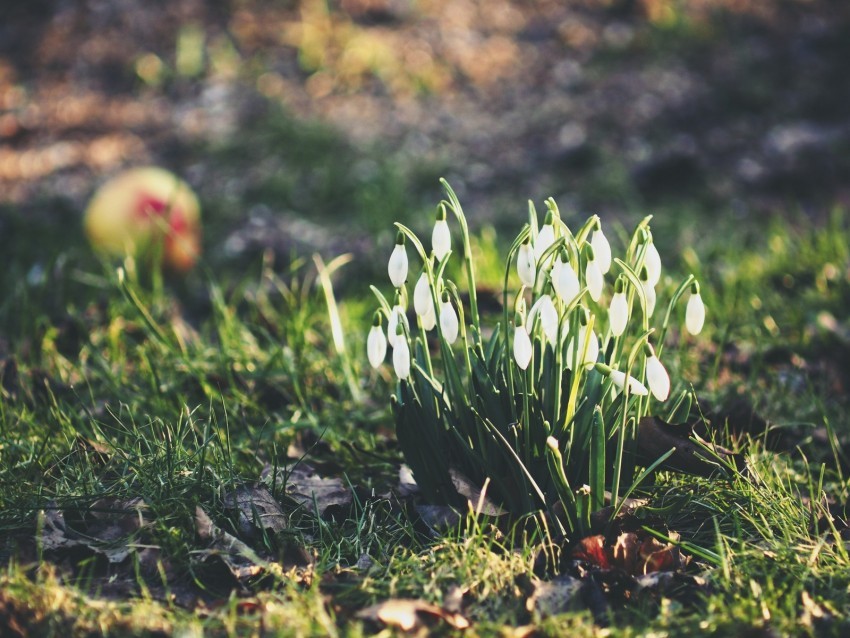 snowdrops flowers flowering foliage Transparent PNG images complete package