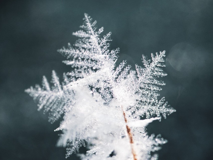 snowflake snow ice macro pattern Transparent PNG image 4k wallpaper