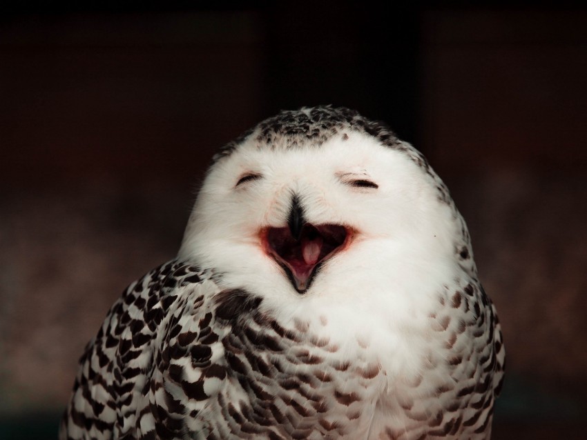 snowy owl owl bird emotions funny PNG transparent graphics comprehensive assortment 4k wallpaper