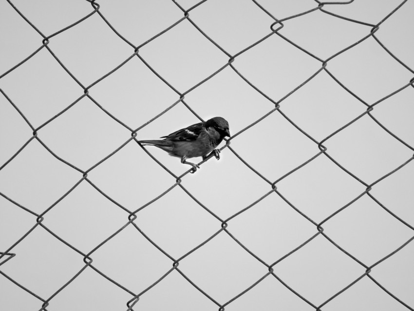 sparrow fence bw mesh bird minimalism PNG pictures with no background