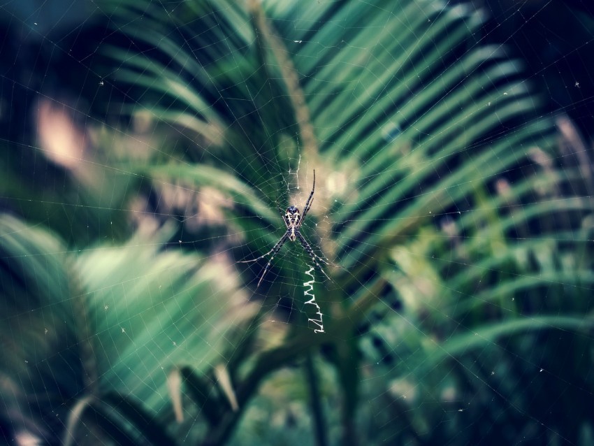 spider cobweb insect macro closeup PNG high quality