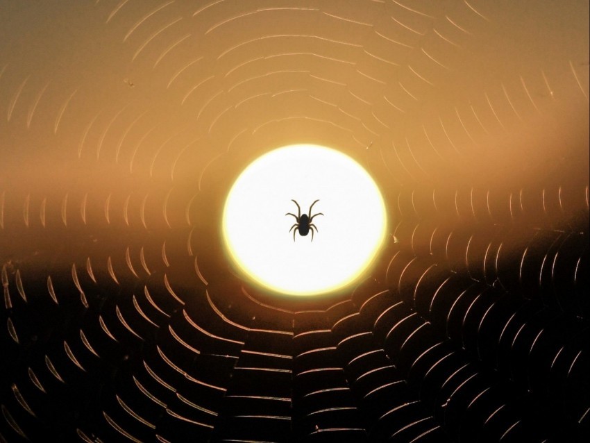 spider web sun sunset dark Transparent PNG images for design 4k wallpaper