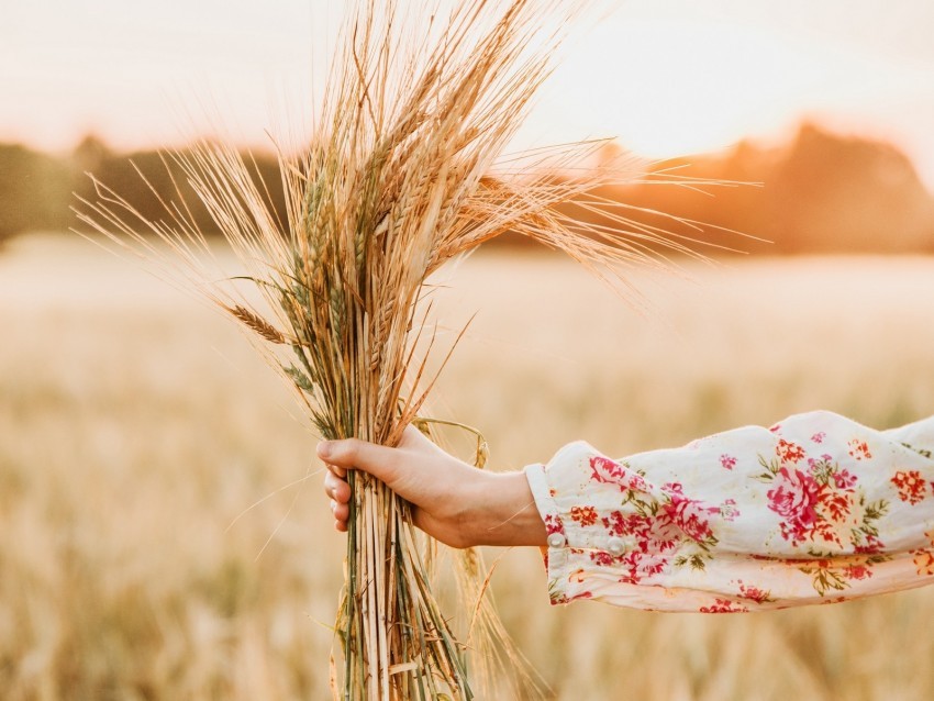 spikelets bouquet hand field barley Isolated Icon in Transparent PNG Format 4k wallpaper