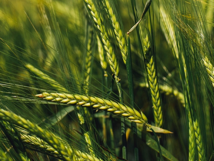 spikelets rye green seeds closeup PNG with no registration needed