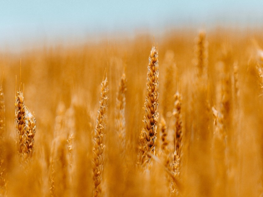 spikelets wheat cereals field blur Isolated Icon in HighQuality Transparent PNG