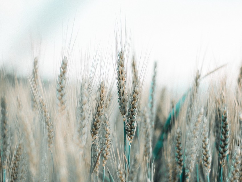 spikelets wheat field grains cereals PNG Image with Transparent Isolated Design