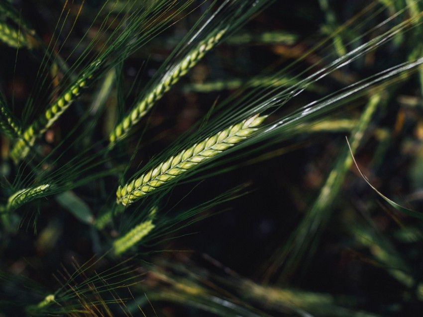 spikelets wheat grain macro closeup Transparent PNG images with high resolution