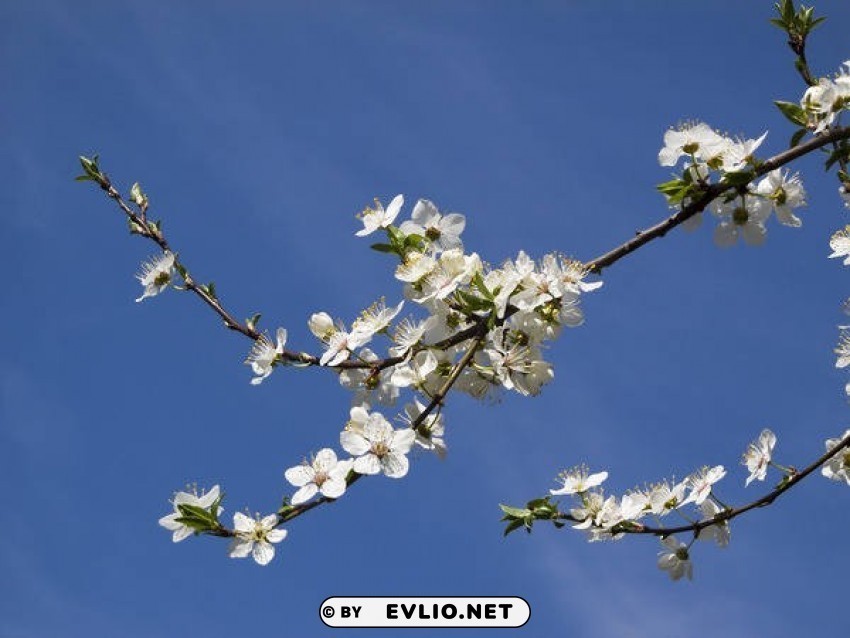 spring blossom ClearCut PNG Isolated Graphic