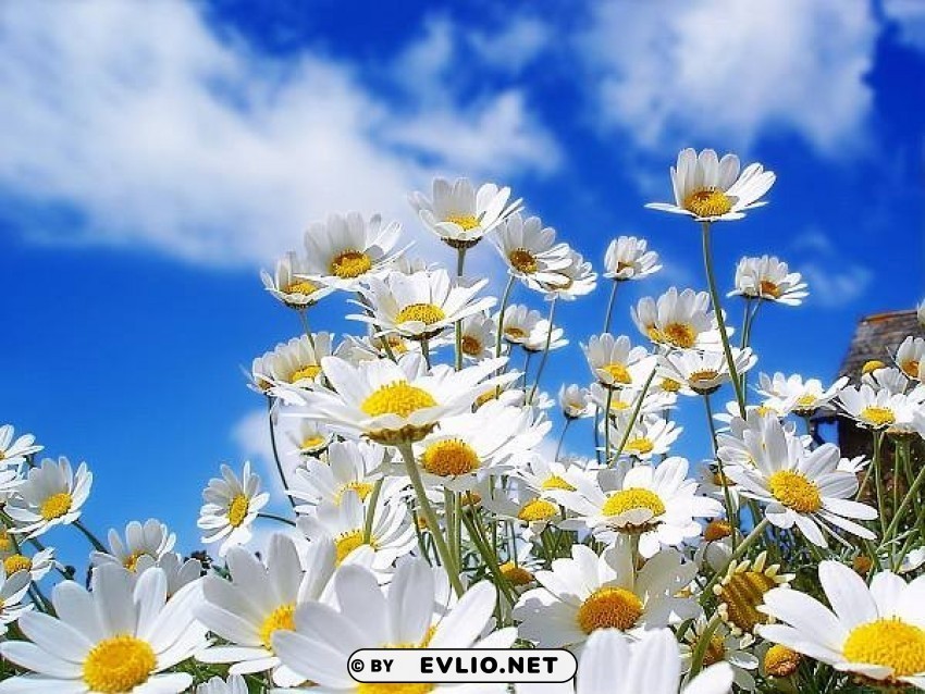 spring-daisies PNG Graphic with Transparent Background Isolation