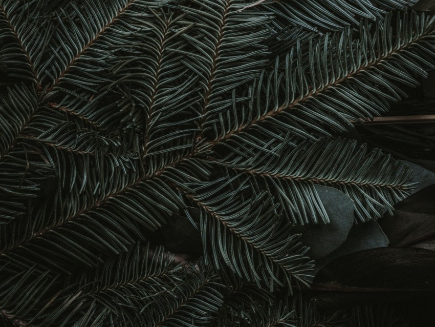 spruce branches needles dark green PNG graphics with clear alpha channel collection