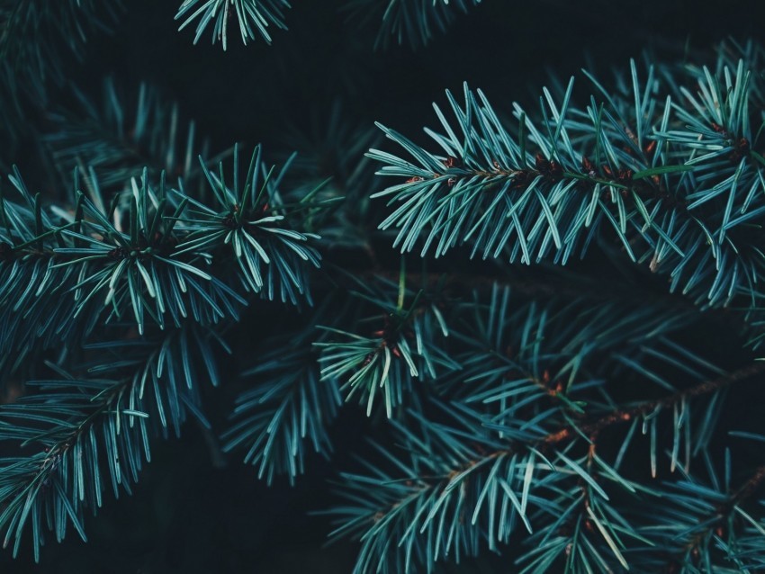 spruce branches needles forest PNG Graphic with Isolated Clarity 4k wallpaper