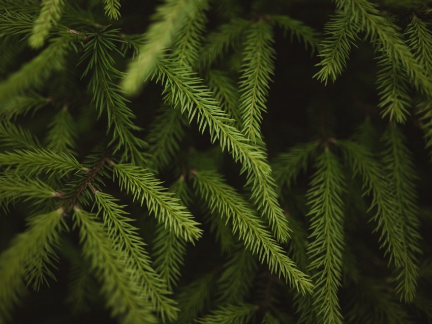 spruce branches needles green macro PNG with transparent background for free