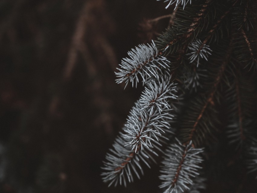 spruce branches white blur Isolated Graphic with Clear Background PNG 4k wallpaper