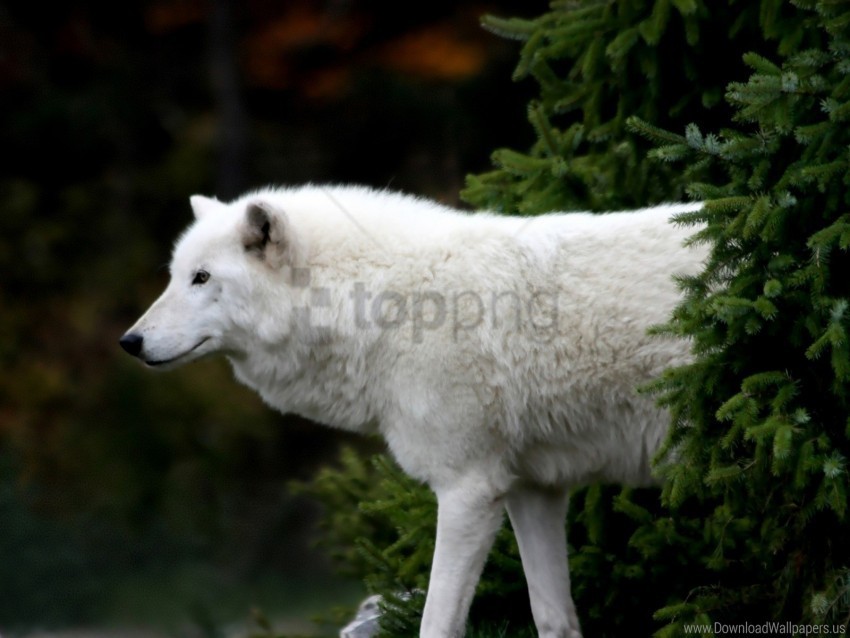 spruce tree white wolf wallpaper PNG for web design