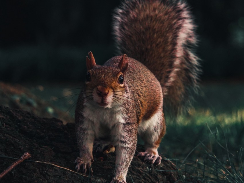 squirrel glance animal funny wildlife Isolated Character in Clear Background PNG
