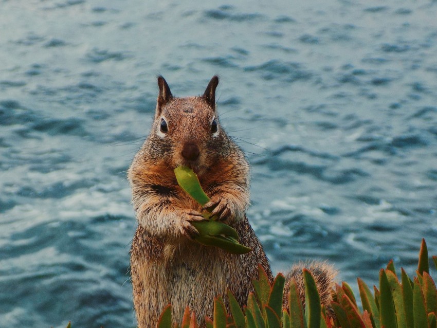 squirrel leaves food animal wildlife Clear PNG file