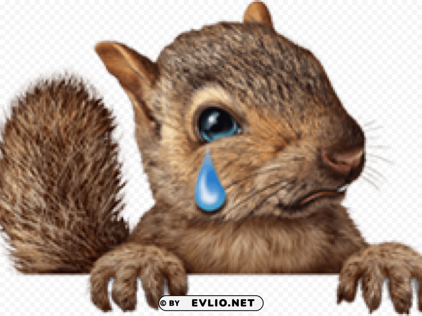 squirrel transparent images - christmas squirrel Clear PNG graphics
