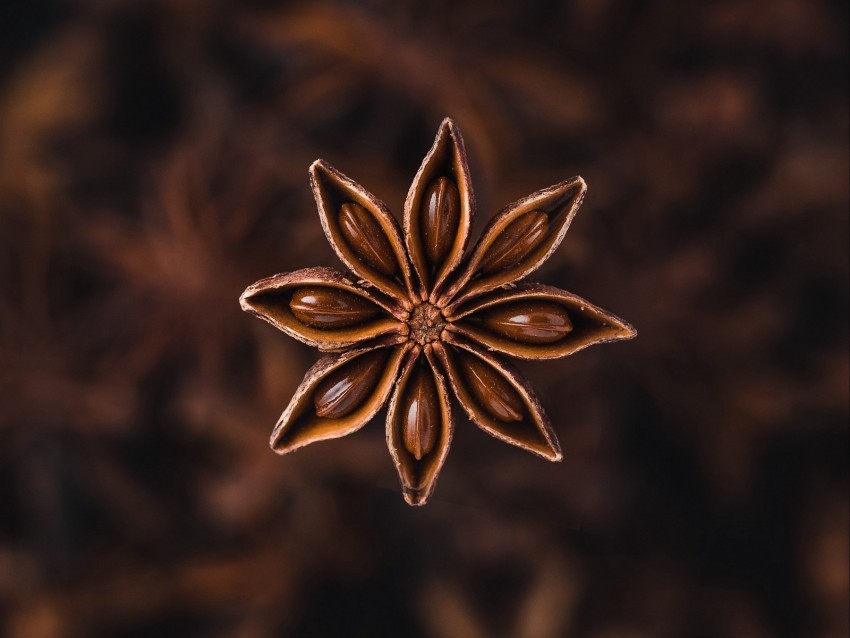 star anise seeds spice plant brown PNG images for graphic design