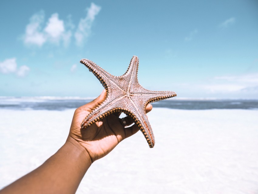 starfish hand beach summer PNG files with no backdrop pack