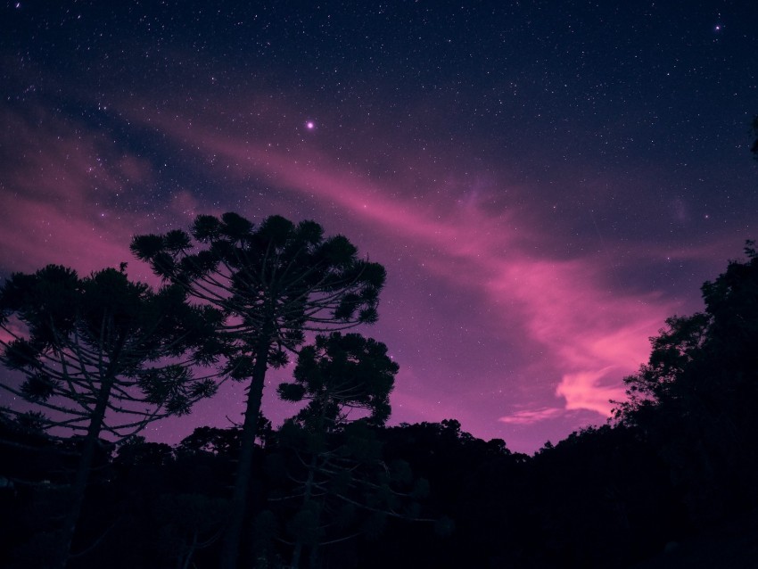 starry sky night trees stars lights Isolated Element with Clear Background PNG