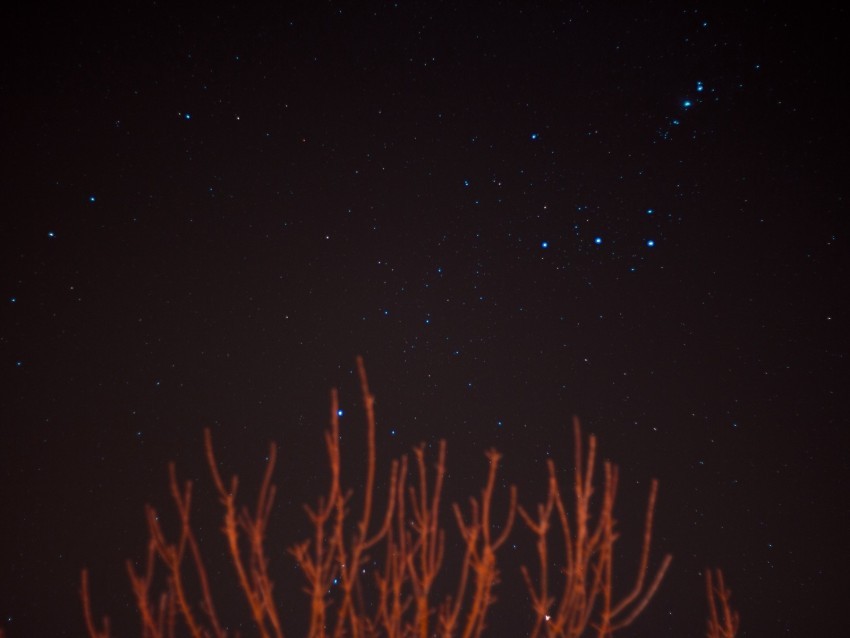 starry sky stars branches night night sky PNG Image with Clear Isolated Object