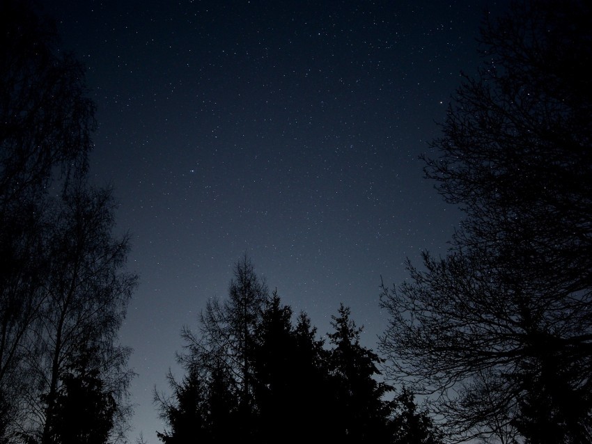 starry sky stars night branches bottom view PNG Isolated Illustration with Clear Background