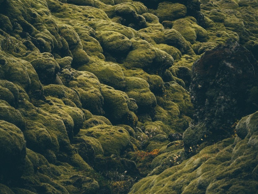 stones moss covered iceland pale green Isolated Item on Clear Transparent PNG