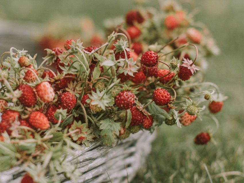 strawberries berries basket ripe grass Clear pics PNG