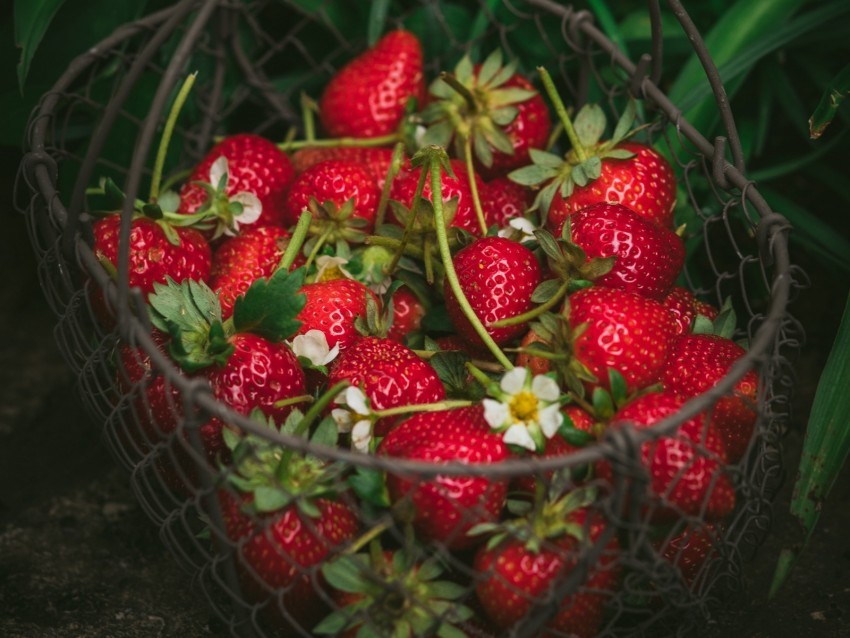 strawberry berries basket red fresh ripe PNG transparent designs 4k wallpaper