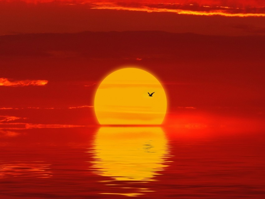 sun sunset silhouette bird red Isolated Artwork on Clear Background PNG 4k wallpaper