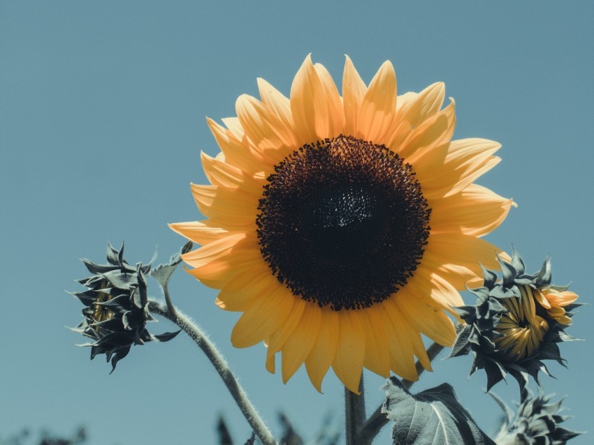 sunflower flower bloom petals Isolated Item on Transparent PNG Format