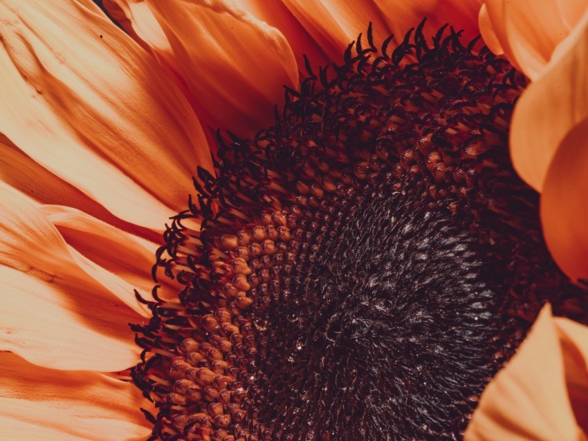 sunflower flower macro blur petals PNG for personal use 4k wallpaper