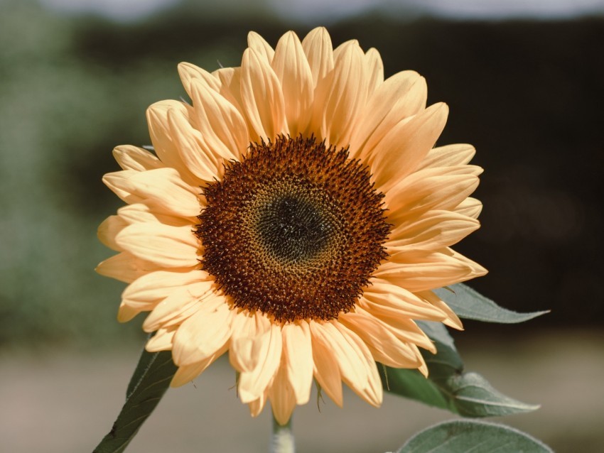 sunflower flower plant bloom yellow PNG Graphic with Clear Isolation