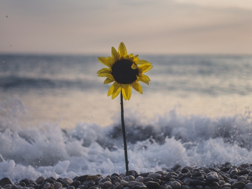 sunflower flower sea stones waves surf Isolated Object in HighQuality Transparent PNG