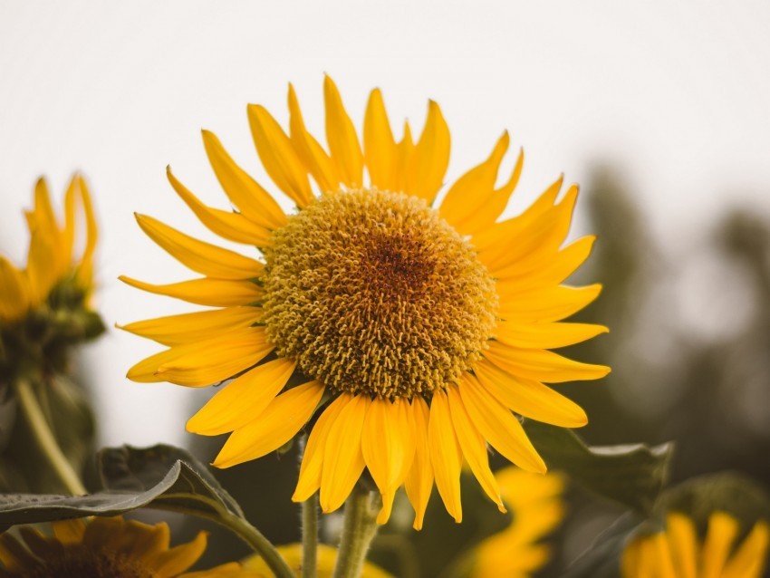 sunflower flower yellow bloom plant PNG images without licensing
