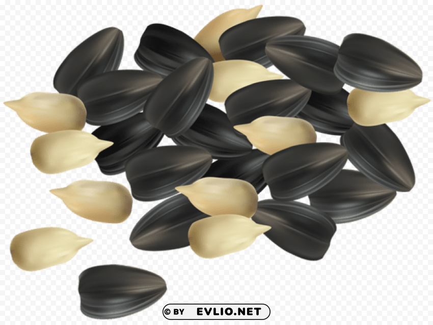 sunflower seeds PNG transparent designs for projects