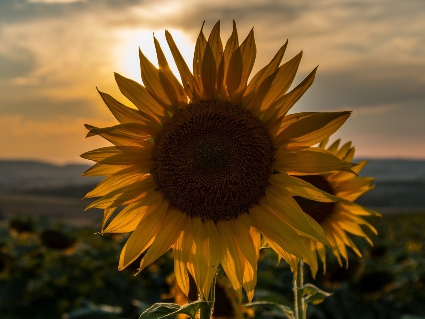 sunflower sunset field sky summer Free download PNG images with alpha channel