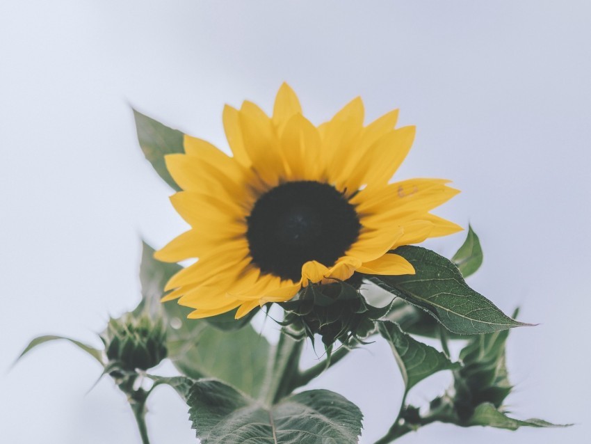 sunflower yellow flower bloom plant Free PNG images with alpha channel set