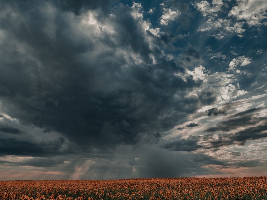 sunflowers field clouds twilight PNG images with transparent backdrop 4k wallpaper